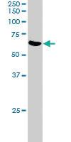 Anti-SMAD4 Goat Polyclonal Antibody