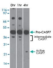 Anti-CASP7 Mouse Monoclonal Antibody [clone: 25B881.1]