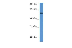 Anti-SRC Rabbit Polyclonal Antibody