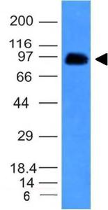 Western blot analysis of human spleen lysate using Anti-CD43 Antibody [SPN/839]