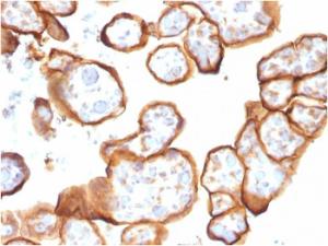 Immunohistochemical analysis of formalin-fixed, paraffin-embedded human placenta using Anti-Thrombomodulin Antibody [THBD/1591]