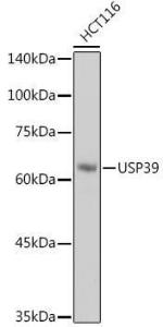 Antibody A308362-100 100 µl