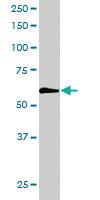 Anti-FYN Goat Polyclonal Antibody