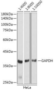 Western blot analysis of extracts of HeLa cells, using Goat Anti-Rabbit IgG HandL Antibody (HRP) (A17345) at 1:4000-1:10,000 dilution. Lysates/proteins were present at 25 µg per lane. The blocking buffer used was 3% non-fat dry milk in TBST. Detection was with a ECL Basic Kit. Exposure time: 3s