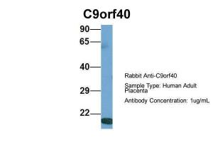 Anti-C9orf40 Rabbit Polyclonal Antibody