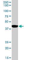 Anti-SH3GLB1 Goat Polyclonal Antibody