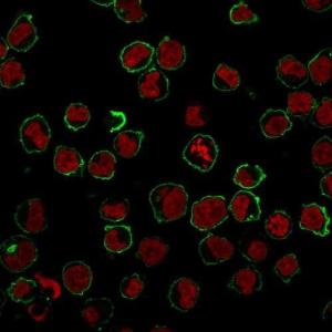 Immunofluorescent analysis of K562 cells stained with Anti-CD43 Antibody [SPN/839] followed by Goat Anti-Mouse IgG (CFand#174; 488) (Green). Nuclear counterstain is NucSpotand#174; Live 650