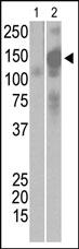 Anti-SARS virus Sm Rabbit Polyclonal Antibody