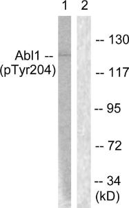 Western blot analysis of lysates from COS7 cells treated with Adriamycin 0.5ug/ml 24h using Anti-Abl (phospho Tyr204) Antibody. The right hand lane represents a negative control, where the antibody is blocked by the immunising peptide.