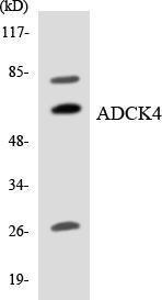 Western blot analysis of the lysates from HeLa cells using Anti-ADCK4 Antibody