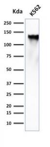 Western blot analysis of K562 cell lysate using Anti-CD43 Antibody [SPN/839]