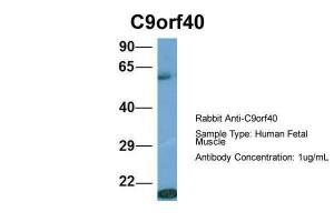 Anti-C9orf40 Rabbit Polyclonal Antibody