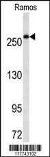 Anti-SLC41A2 Rabbit Polyclonal Antibody