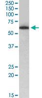 Anti-TH1L Goat Polyclonal Antibody