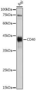 Western blot analysis of extracts of Raji cells, using Goat Anti-Guinea Pig IgG H and L Antibody (HRP) (A17347) at 1:1,000 dilution