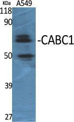 Western blot analysis of various cells using Anti-ADCK3 Antibody