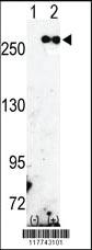 Anti-SLC41A2 Rabbit Polyclonal Antibody