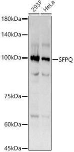 Western blot analysis of extracts of various cell lines, using Anti-SFPQ Antibody [ARC0788] (A307412) at 1:200 dilution. The secondary Antibody was Goat Anti-Rabbit IgG H&L Antibody (HRP) at 1:10000 dilution. Lysates/proteins were present at 25 µg per lane