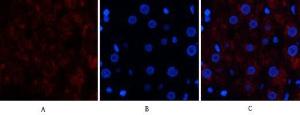 Immunofluorescence analysis of human liver tissue using Anti-CAT Antibody (red) at 1:200 (4 °C overnight). Cy3 labelled secondary Antibody was used at 1:300 (RT 50 min). Panel A: Target. Panel B: DAPI. Panel C: Merge