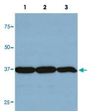 Anti-GAPDH Monoclonal Antibody [clone: GA1R]