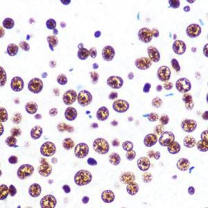 Immunohistochemistry analysis of paraffin-embedded rat brain using Anti-SFPQ Antibody [ARC0788] (A307412) at a dilution of 1:100 (40X lens). Perform microwave antigen retrieval with 10 mM PBS buffer pH 7.2 before commencing with IHC staining protocol