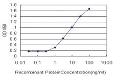 Anti-LDHB Mouse Monoclonal Antibody [clone: 2H6]