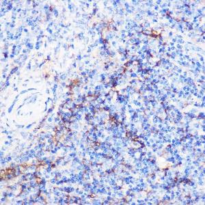 Immunohistochemistry analysis of paraffin-embedded mouse spleen using Goat Anti-Guinea Pig IgG H and L Antibody (HRP) (A17347) at a dilution of 1:100 (40X lens). Perform high pressure antigen retrieval with 10 mM citrate buffer pH 6.0 before commencing with IHC staining protocol