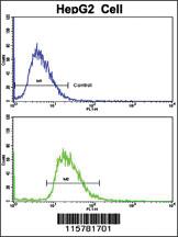 Anti-CYP2J2 Rabbit Polyclonal Antibody