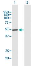 Anti-VSX2 Mouse Polyclonal Antibody