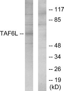 Western blot analysis of lysates from 293 cells using Anti-TAF6L Antibody The right hand lane represents a negative control, where the antibody is blocked by the immunising peptide