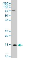 Anti-FIS1 Mouse Polyclonal Antibody