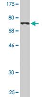 Anti-FIP1L1 Mouse Monoclonal Antibody [clone: 2H4]