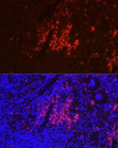 Immunofluorescence analysis of mouse spleen using Goat Anti-Guinea Pig IgG H and L Antibody (HRP) (A17347) at a dilution of 1:100 (40X lens). DAPI was used to stain the cell nuclei (blue)