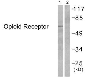 Western blot analysis of lysates from 293 cells, treated with EGF 200ng/ml 30' using Anti-Opioid Receptor Antibody The right hand lane represents a negative control, where the antibody is blocked by the immunising peptide