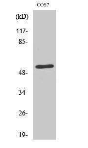 Western blot analysis of various cells using Anti-ADA2L Antibody