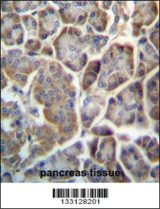 Anti-TMED9 Rabbit Polyclonal Antibody