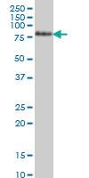 Anti-TCF12 Mouse Monoclonal Antibody [clone: 2E9]