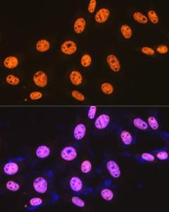 Immunofluorescence analysis of NIH-3T3 cells using Anti-SFPQ Antibody [ARC0788] (A307412) at a dilution of 1:100 (40X lens). DAPI was used to stain the cell nuclei (blue)