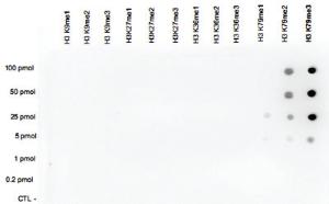 Anti-H3K79me3 Polyclonal Antibody