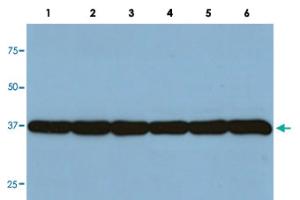 Anti-GAPDH Monoclonal Antibody [clone: GA1R]