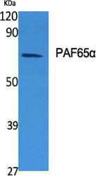 Western blot analysis of various cells using Anti-TAF6L Antibody