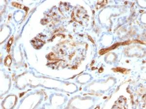 Immunohistochemical analysis of formalin-fixed, paraffin-embedded human kidney using Anti-Adiponectin Antibody [ADPN/1370]