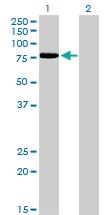 Anti-TCF12 Mouse Monoclonal Antibody [clone: 2E9]