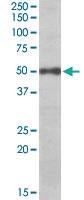 Anti-EIF3E Goat Polyclonal Antibody