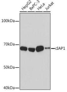 Antibody A307415-100 100 µl