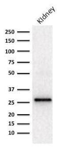 Western blot analysis of human kidney lysate using Anti-Adiponectin Antibody [ADPN/1370]