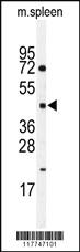 Anti-HNF4G Rabbit Polyclonal Antibody