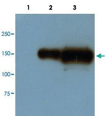 Anti-GFP Mouse Monoclonal Antibody [clone: GF28R]