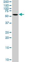 Anti-CEP55 Rabbit Polyclonal Antibody