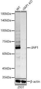 Antibody A307415-100 100 µl